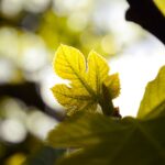 diana-fernandes-aHCqw7FQYlI-unsplash_1600_sq-1.jpg